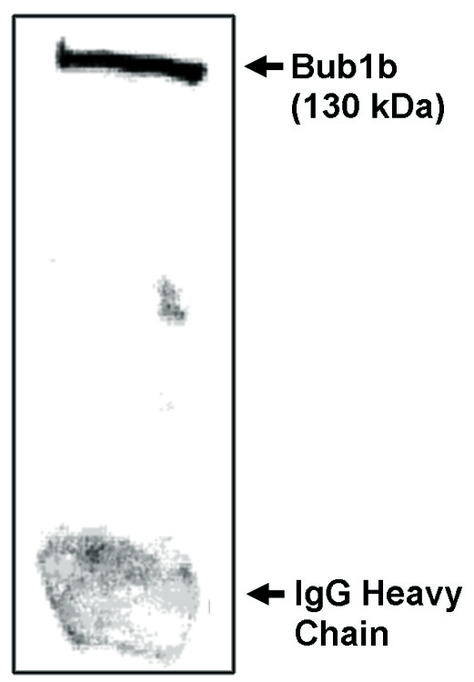 "
Immunoprecipitation/
Western blot analysis
using Bub1b-NT antibody on NIH/3T3 cells synchronized to obtain mostly mitotic cells as determined by flow
cytometry."